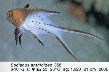 Bodianus anthioides
